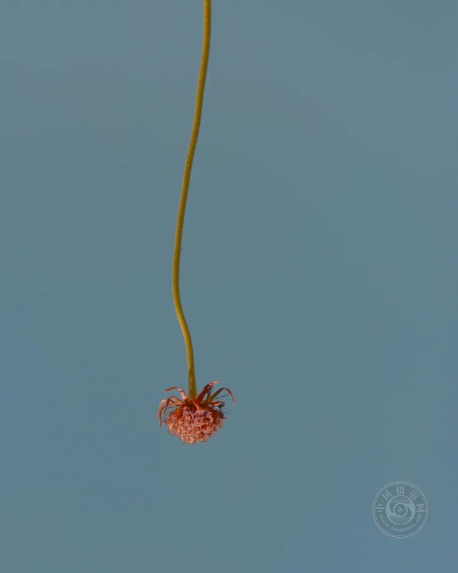 PJ1f6616fS2146r2.jpg